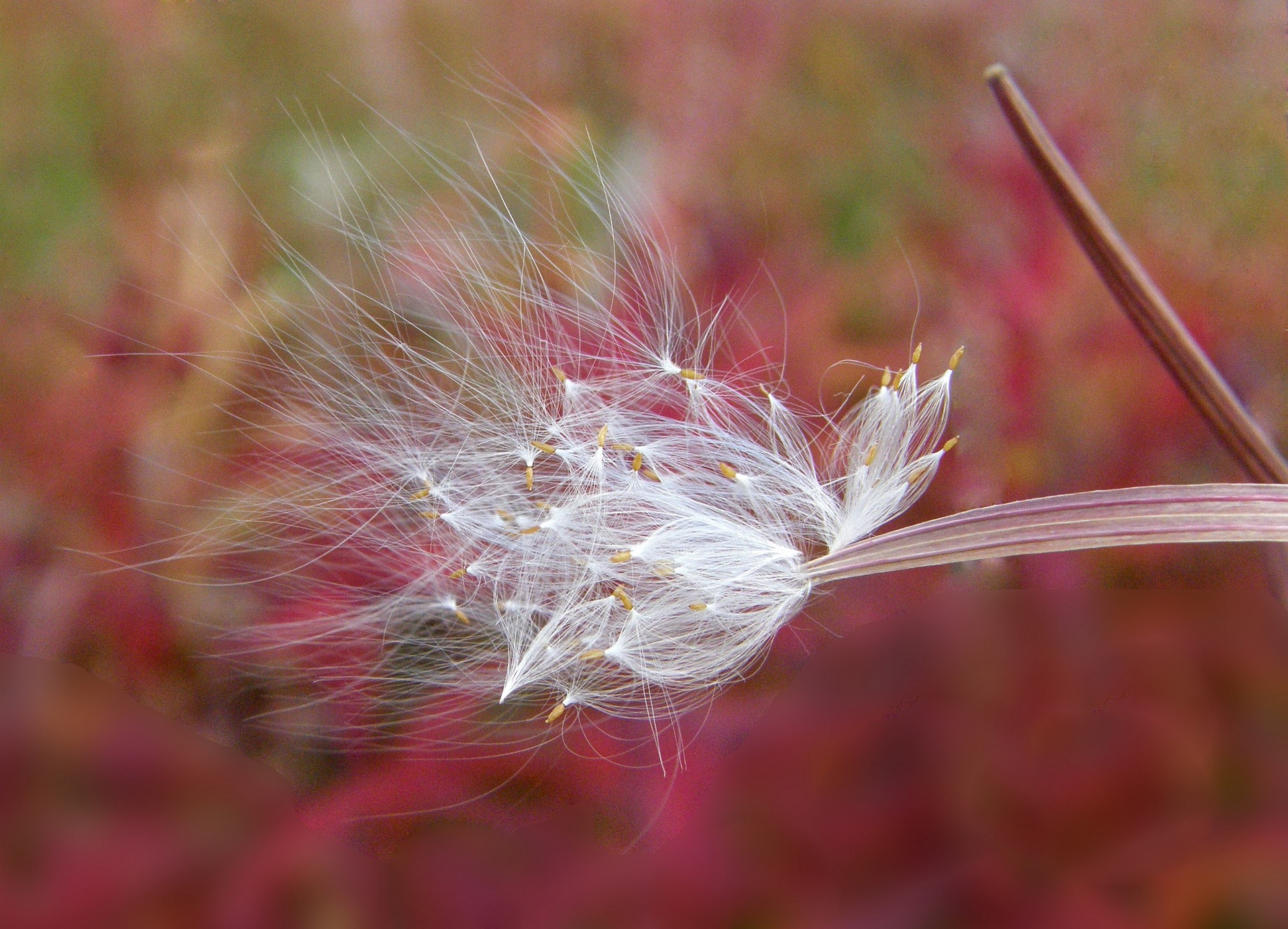 Fireweed